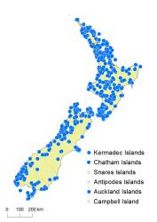 Asplenium flaccidum subsp flaccidum distribution map based on databased records at AK, CHR, OTA & WELT.
 Image: K. Boardman © Landcare Research 2017 CC BY 3.0 NZ